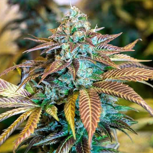 Купить семена конопли Auto Tangie наложенным платежом